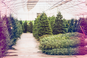 christmas trees
