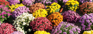 fall mums