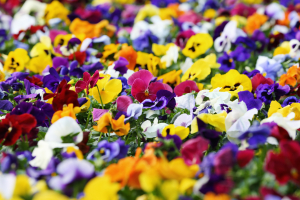 pansy