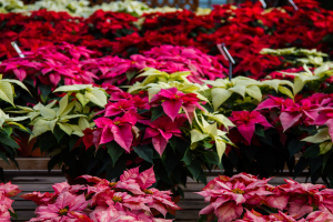 poinsettias