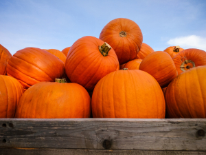 pumpkins